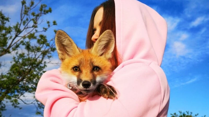 Сахалинский лисенок должен был стать шубой, но стал звездой Instagram