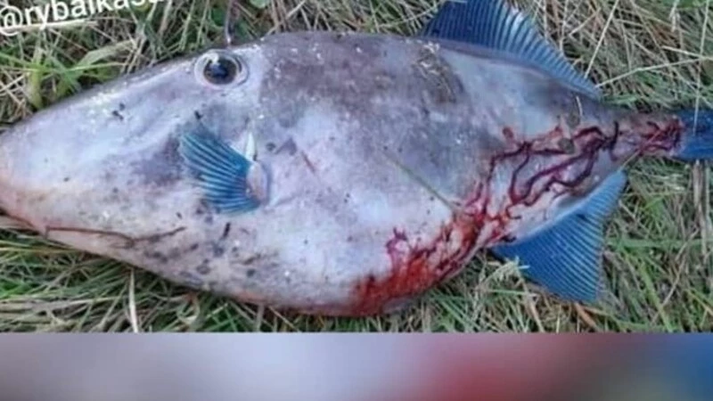 Сахалинец поймал на озере Изменчивом экзотическую рыбу с рогом на голове