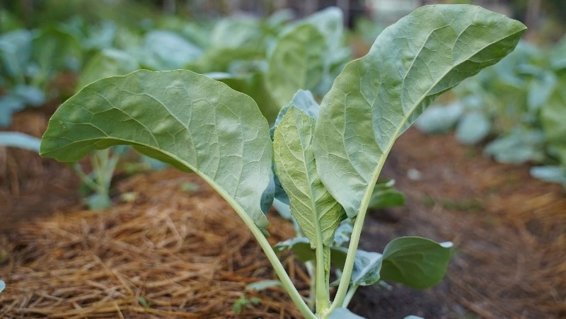 Церковный праздник 18 мая 2025: что нельзя делать в этот день, приметы