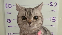 Известная кошка-«уголовница»  из Таиланда Нуб Танг родила котят