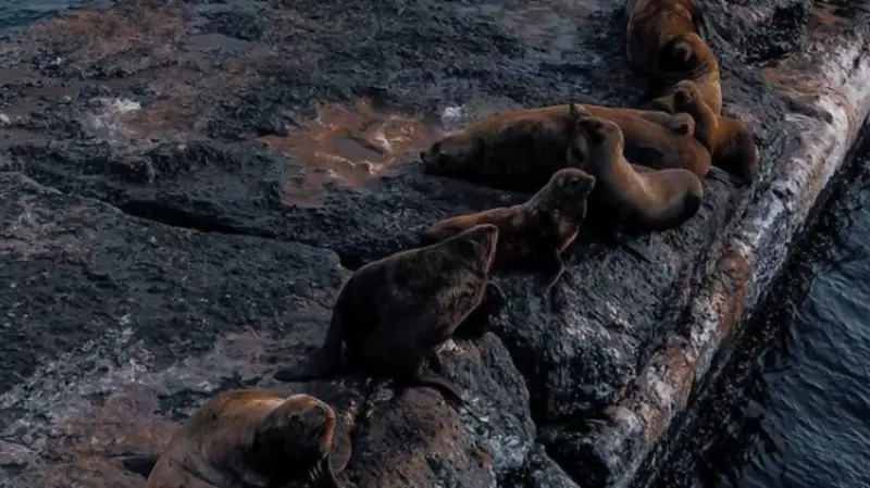 Сахалинские сивучи претендуют на звание инста-моделей популярного туристического портала