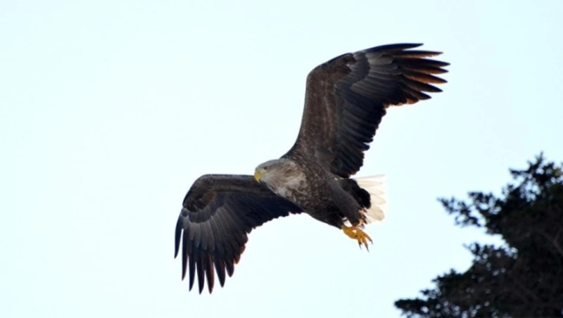 Стаю краснокнижных орланов-белохвостов запечатлели жители Углегорского района