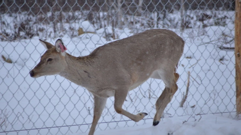 Сахалинцы испугались за оленя-дезертира
