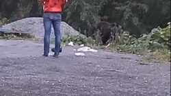 Медведь вылез на заправку ради мусора на юге Сахалина