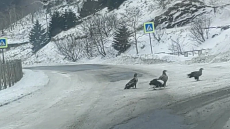 Птичий патруль охраняет Шикотан