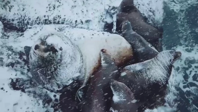 Снег и сильный ветер атаковали сивучей в порту Невельска 24 января