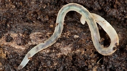 Московские ученые обнаружили на Сахалине неизвестный вид горшечного червя