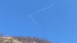 «Птицы массово возвращаются на север»: большую стаю лебедей сняли под Углегорском