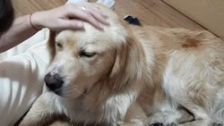 Брошенный в ДНТ Южно-Сахалинска золотой ретривер попал в ответственные руки