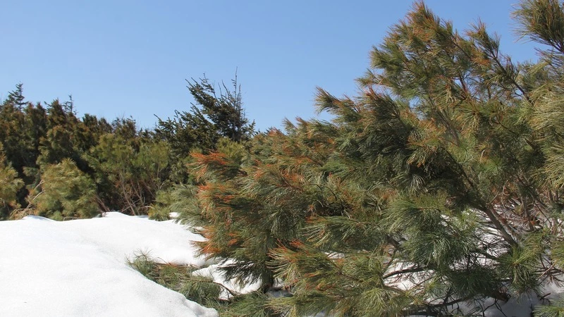 Telegram’мы Сахалина. Коварный «Аэрофлот», спортивные истории и немного про аквапарк