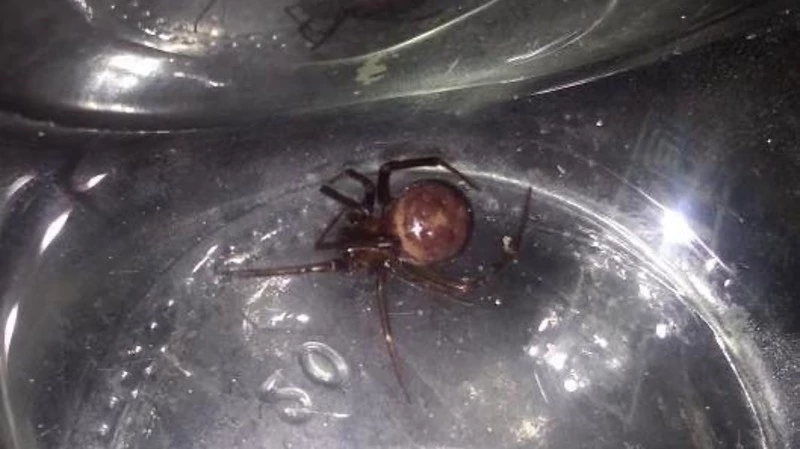 В доме сахалинца поселилась ложная черная вдова