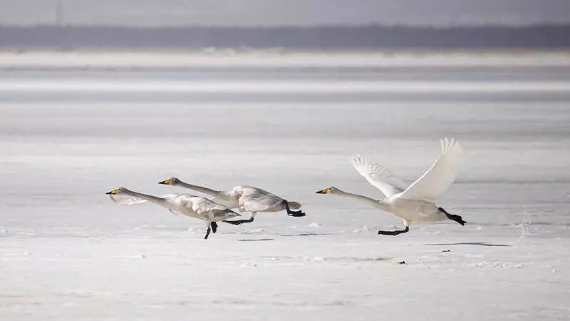 На Сахалине осваиваются лебеди, прилетевшие из Японии