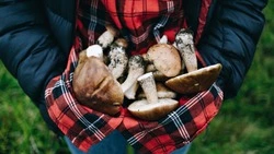 Календарь грибника: в какие дни сентября нужно собирать грибы в 2023 году