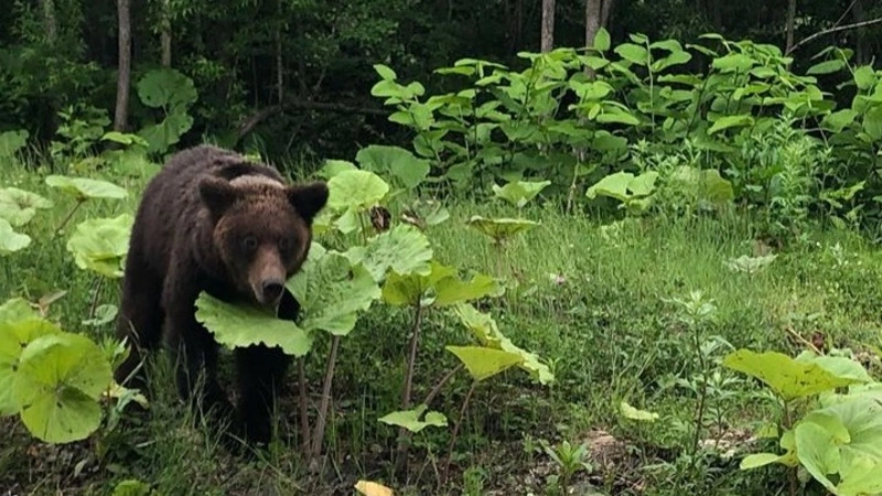 Голодный мишка на Невельской трассе стал местной знаменитостью