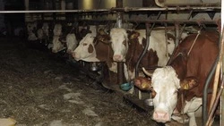 Убрать вонь от коровников на юге Сахалина попробуют новыми химикатами