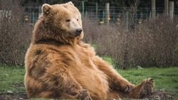 Жители Сахалина сообщили о 300 выходах медведей к людям в 2022 году