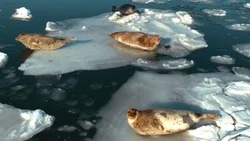 Отдых нерп на первом льду снял видеограф в Корсаковском районе