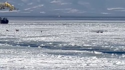 Бегающую по льду стаю собак заметили в Охотском море у берегов Сахалина