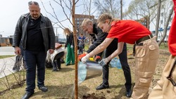Березовую аллею высадили в сквере Защитников Отечества в Южно-Сахалинске
