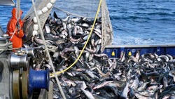 Зарплаты рыбопромышленников Сахалина оказались в топ-3 по Дальнему Востоку