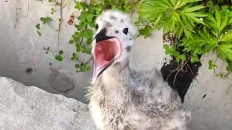 «Стресс у ребенка»: птенец чайки заблудился на улице села на Курилах