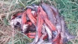Тяжелый смрад от рыбных отходов затянул район маяка в Поронайске