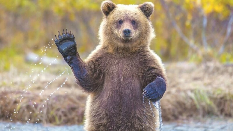 Сахалинец попытался спастись от медведя на дереве, но хищник стянул его за ногу