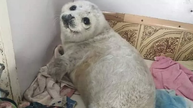 Напугали до смерти. Детеныш тюленя не пережил встречи с любопытными жителями