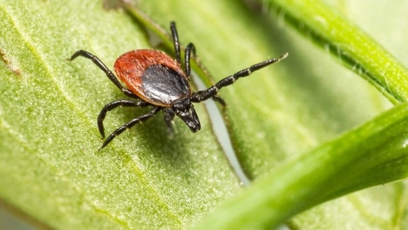 Клещи за неделю покусали 26 жителей Сахалинской области
