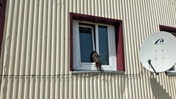 Застрявшего в окне кота спасли на Кунашире 