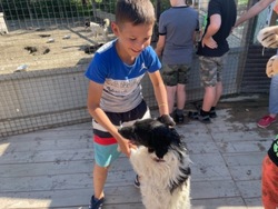 Детям-сиротам рассказали про заботу в приюте «Пес и кот» на Сахалине