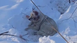 Волонтеры нашли чудом пережившего метель пса с дырой в голове под Поронайском