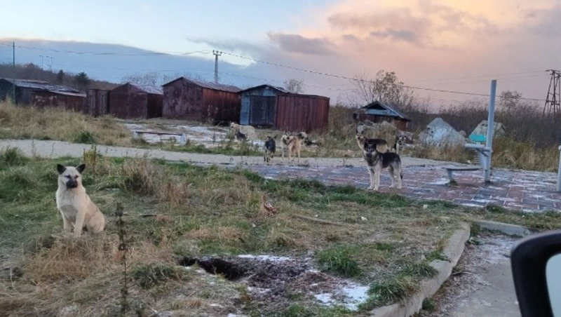 Более 6 тысяч бездомных собак планируют отловить до конца 2025 года в Сахалинской области