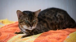 Вредная старушка: бенгальская кошка Камила в поисках терпеливых хозяев на Сахалине