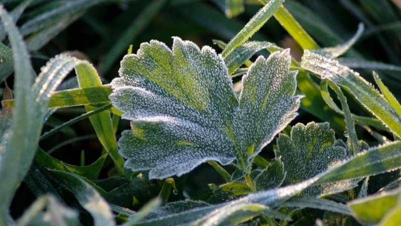 Сахалинцев ждут заморозки, а курильчан — сильный шторм