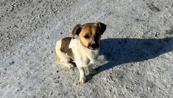 Одинокую маленькую собаку встретили на заснеженной трассе жители Углегорского района