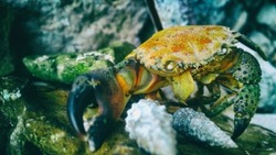 На Сахалине пограничники изъяли более 2 тонн краба и крабового мяса на сумму свыше 40 млн рублей