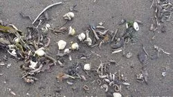 Берег Парамушира засыпало морскими червями — жители связывают явление с ЧП на Камчатке