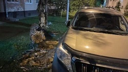 В Южно-Сахалинске на припаркованный автомобиль рухнул старый тополь