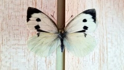  Сотрудники областного краеведческого музея на Сахалине обнаружили редкий вид бабочки