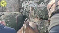 Ломал себе ребра и истекал кровью: краснокнижный сивуч погиб мучительной смертью на Сахалине