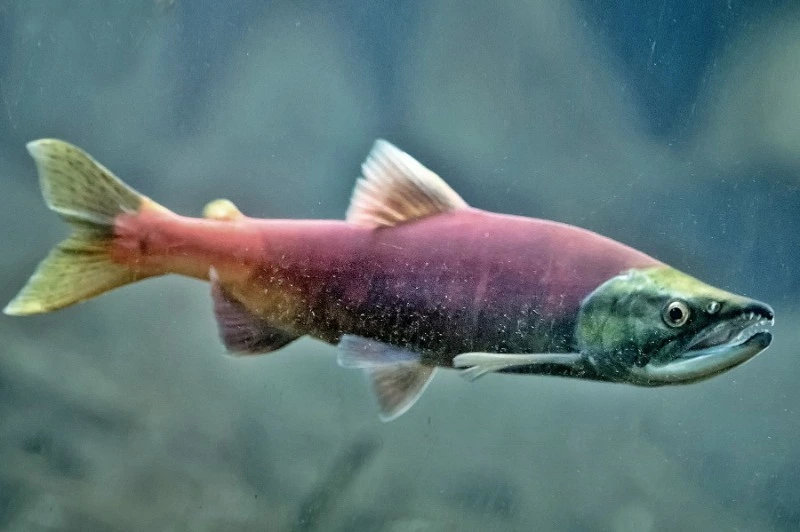 Рыбу голыми руками собрали сахалинцы на побережье в Советском