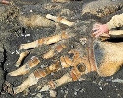 Найденный на Кунашире скелет монстра может принадлежать китообразному животному