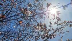 «Время сакуры в нашем российском Карафуто». Сахалинцы радуются цветению вишни. ФОТО