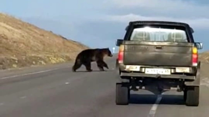 На первомайскую демонстрацию в Курильске вышел один медведь