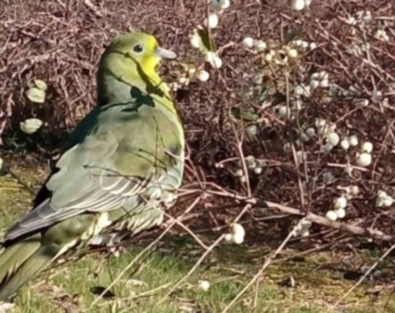 Краснокнижный зеленый голубь залетел на дачный участок на юге Сахалина