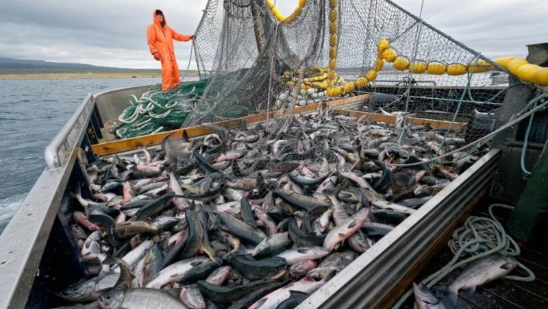 Экспорт рыбы из Сахалинской области и Приморья в Китай, Южную Корею и Таиланд превысил 15 тысяч тонн