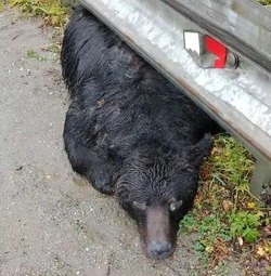 Мертвого медведя нашли у дороги в Долинском районе
