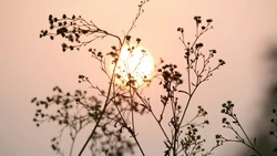 Безветренный день и до +29 градусов прогнозируют синоптики в Южно-Сахалинске 26 июля