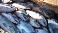 Свыше 58 тысяч тонн лосося выловили в Сахалинской области в 2023 году